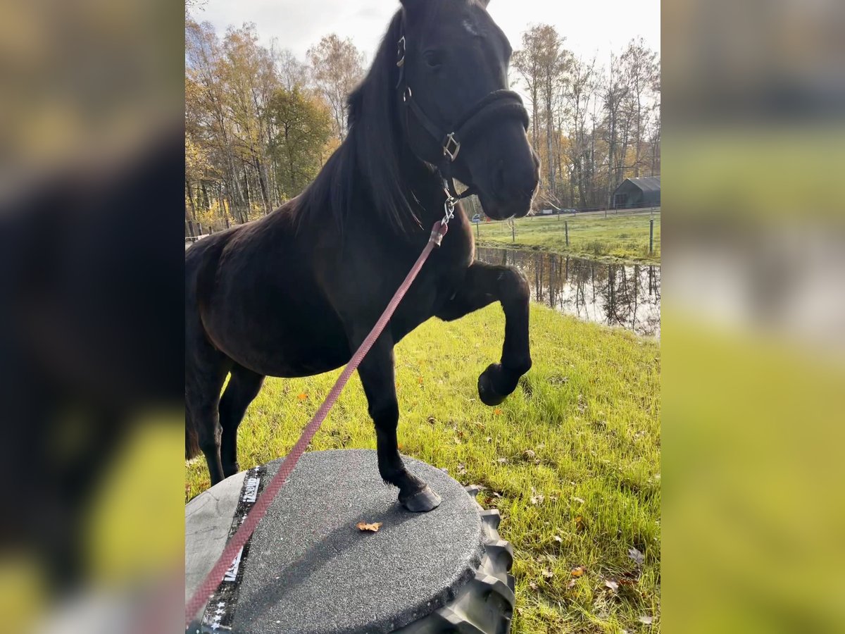 Altri cavalli a sangue caldo Mix Giumenta 6 Anni 157 cm Morello in Hodenhagen