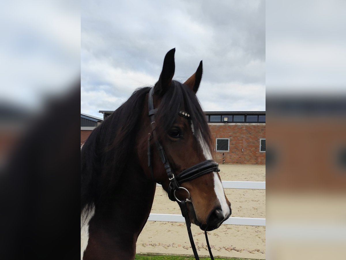 Altri cavalli a sangue caldo Giumenta 6 Anni 160 cm Pezzato in Bad Laer