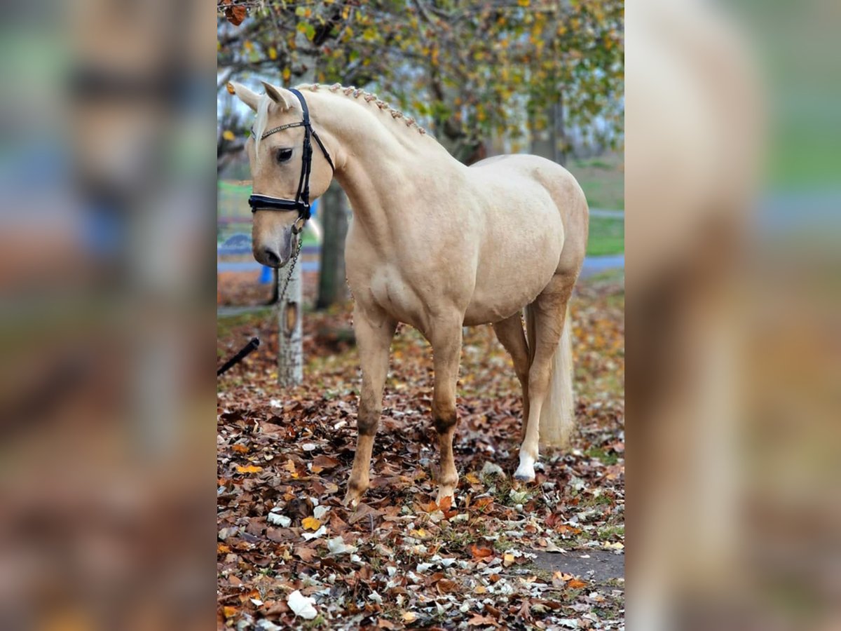 Altri cavalli a sangue caldo Giumenta 6 Anni 165 cm Palomino in Gyula