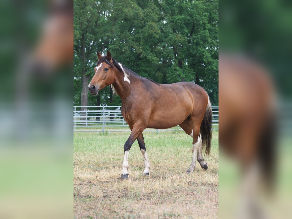 Altri cavalli a sangue caldo Giumenta 7 Anni 155 cm in Ribbesbüttel