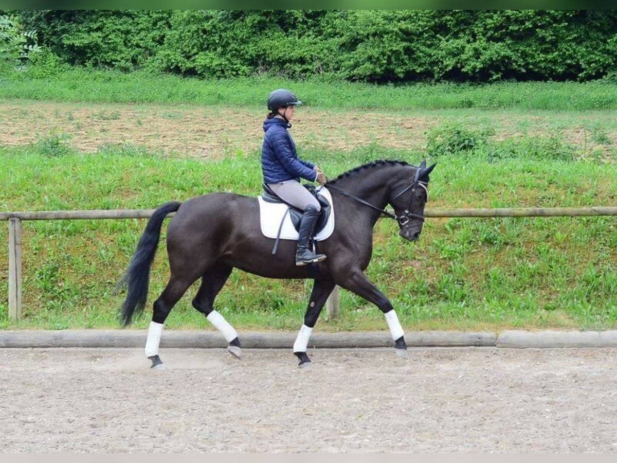 Altri cavalli a sangue caldo Giumenta 7 Anni 167 cm Morello in Wellheim