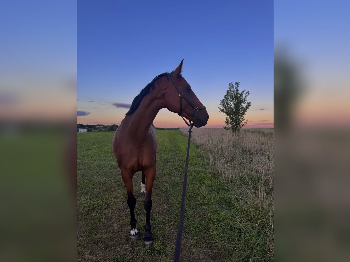 Altri cavalli a sangue caldo Giumenta 7 Anni 170 cm Baio in Kleinblittersdorf Altri cavalli a sangue caldo Giumenta 7 Anni 170 cm Baio in Kleinblittersdorf