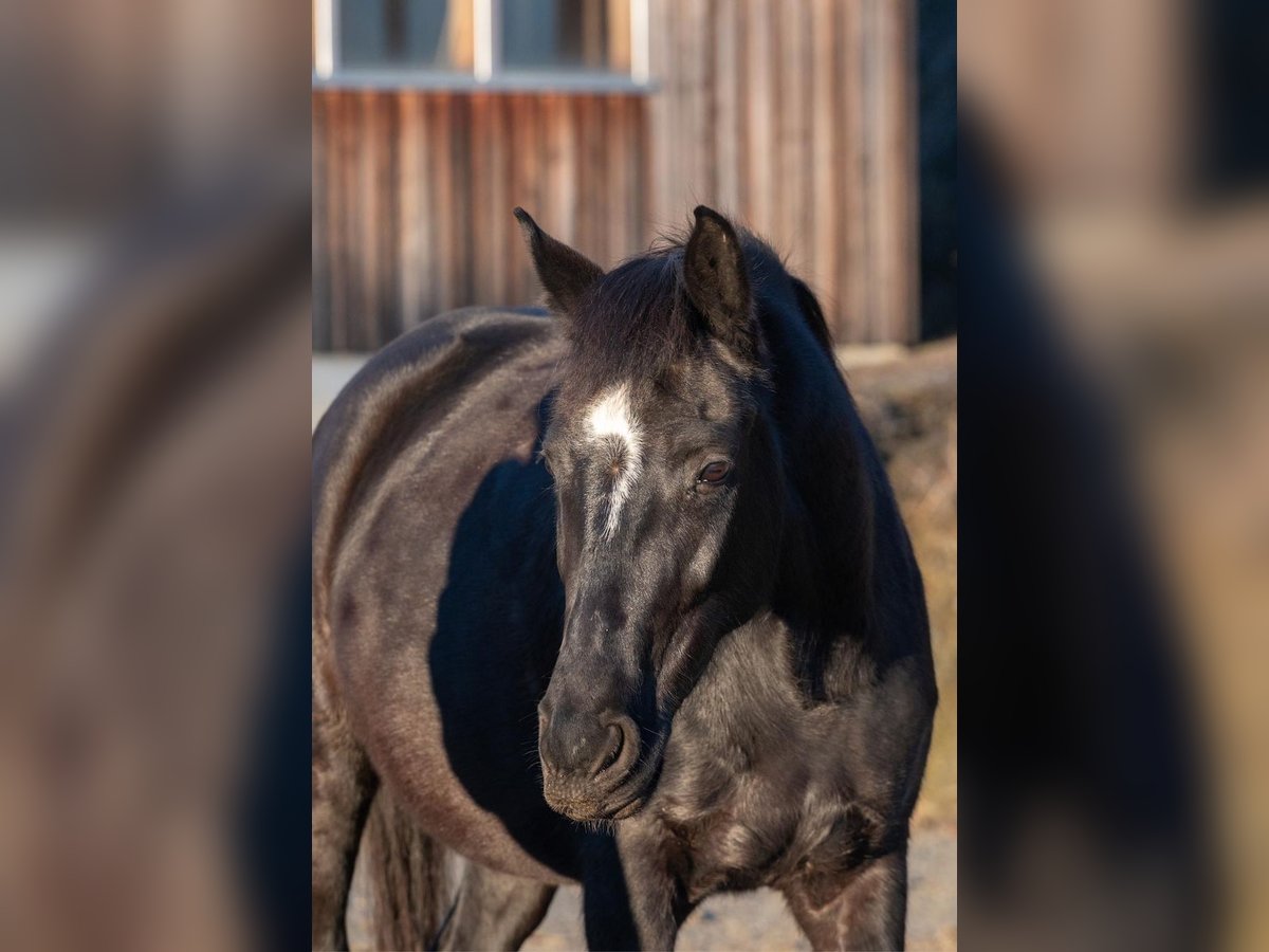 Altri cavalli a sangue caldo Giumenta 8 Anni in Stainz