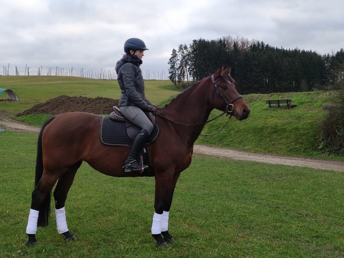 Altri cavalli a sangue caldo Giumenta 9 Anni 161 cm Baio in Mainburg