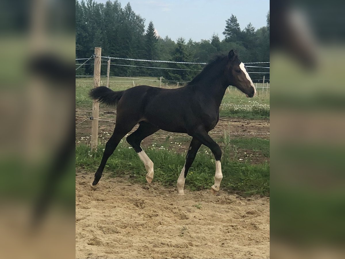 Altri cavalli a sangue caldo Giumenta Puledri (04/2024) 169 cm Baio scuro in Võrumaa