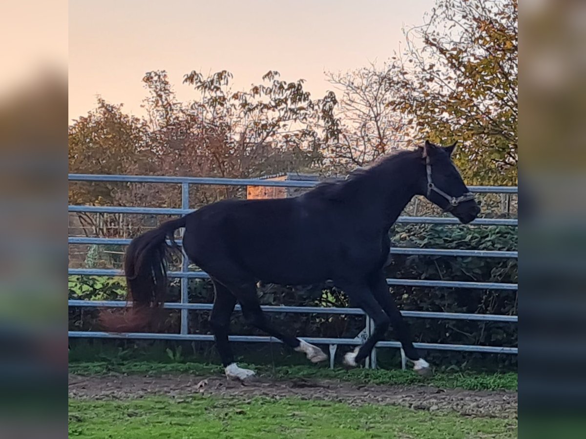 Altri cavalli a sangue caldo Stallone 5 Anni 165 cm Morello in Birkenheide