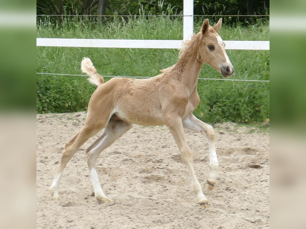 Altri cavalli a sangue caldo Stallone Puledri (03/2024) 167 cm Palomino in Borgentreich