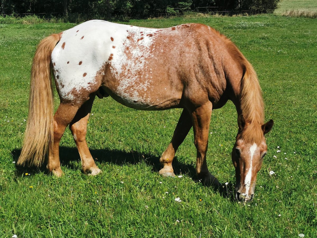 Altri cavalli a sangue freddo Mix Castrone 12 Anni 175 cm Sauro in Freistadt