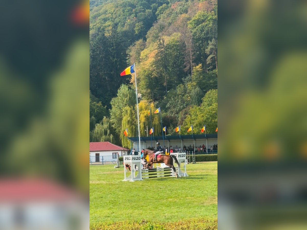 Altri cavalli a sangue freddo Castrone 12 Anni 177 cm Baio in Piatra neamt