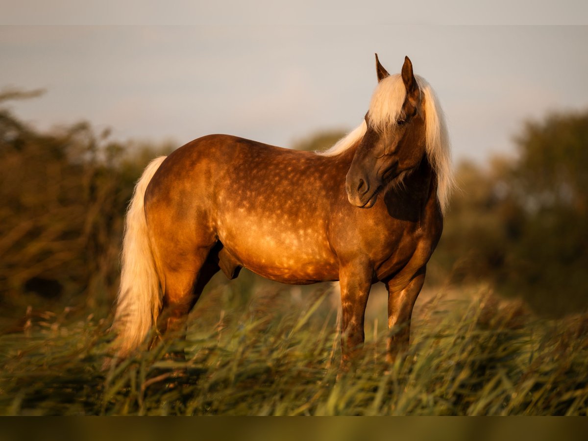 Altri cavalli a sangue freddo Castrone 16 Anni 160 cm in Wangerland Hohenkirchen