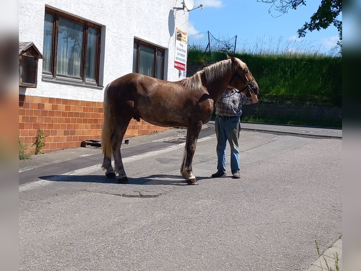 Altri cavalli a sangue freddo Castrone 2 Anni Sauro scuro in Bad Kötzting