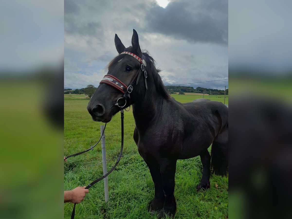 Altri cavalli a sangue freddo Castrone 3 Anni 160 cm Morello in Nettersheim