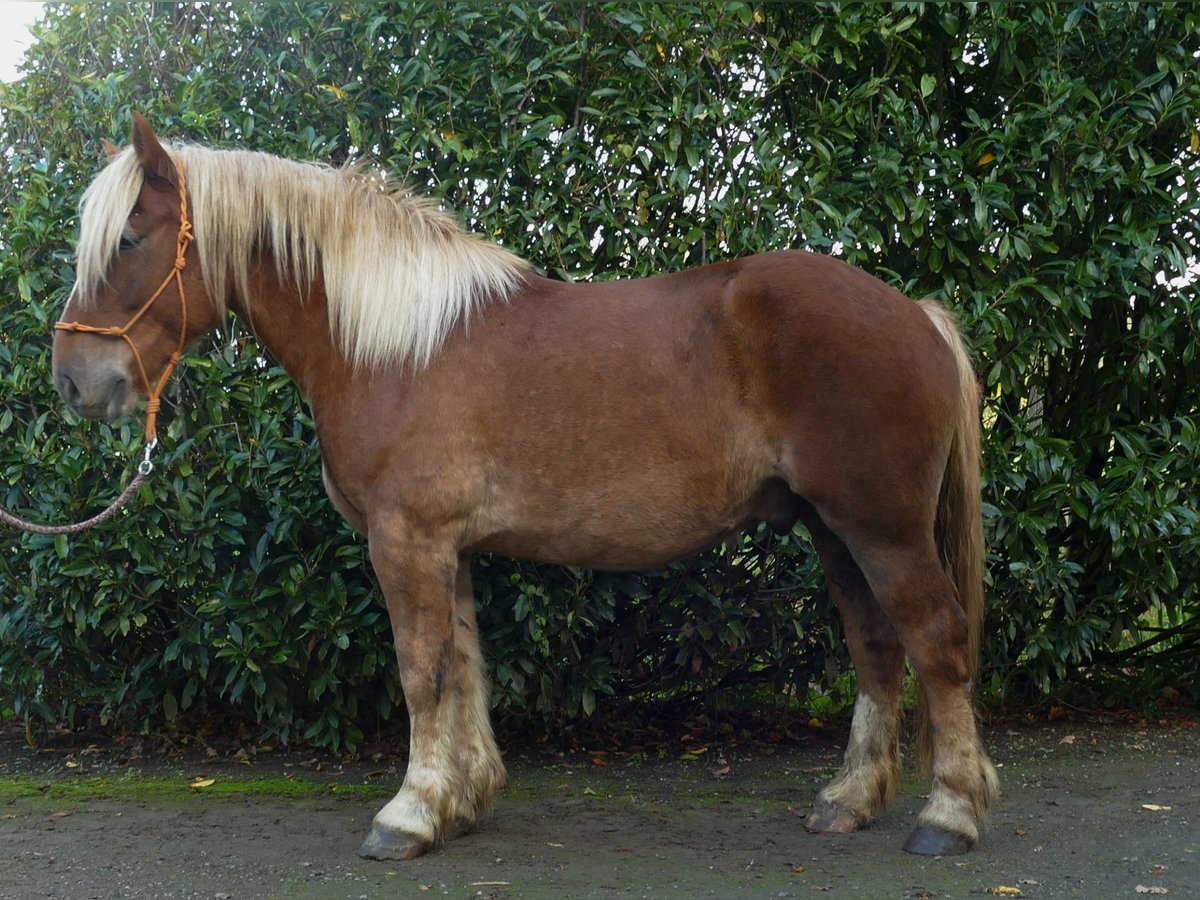 Altri cavalli a sangue freddo Castrone 4 Anni 158 cm Sauro in Lathen