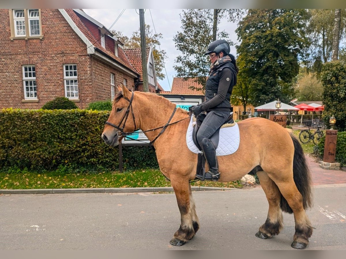 Altri cavalli a sangue freddo Castrone 4 Anni 160 cm Red dun in Eggermühlen OT Bockraden