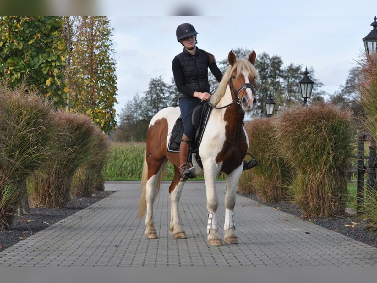 Altri cavalli a sangue freddo Castrone 5 Anni 152 cm Pezzato in Lunteren