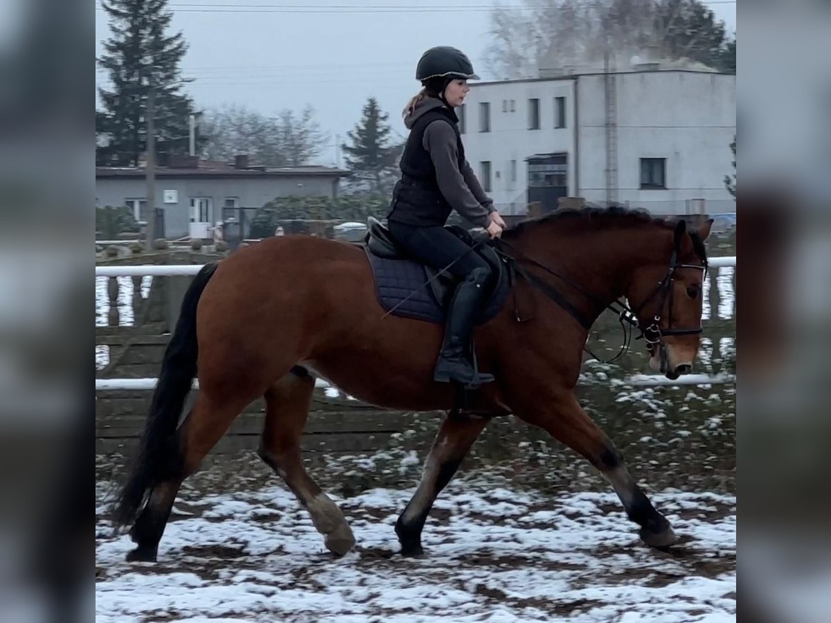 Altri cavalli a sangue freddo Castrone 5 Anni 163 cm Baio in Leer (Ostfriesland)