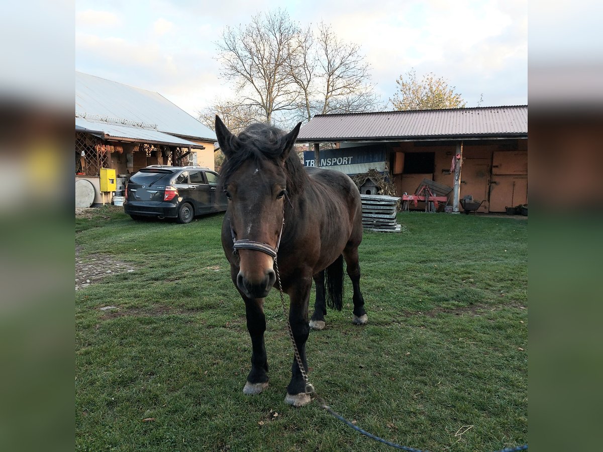 Altri cavalli a sangue freddo Castrone 5 Anni Baio scuro in Skoczów