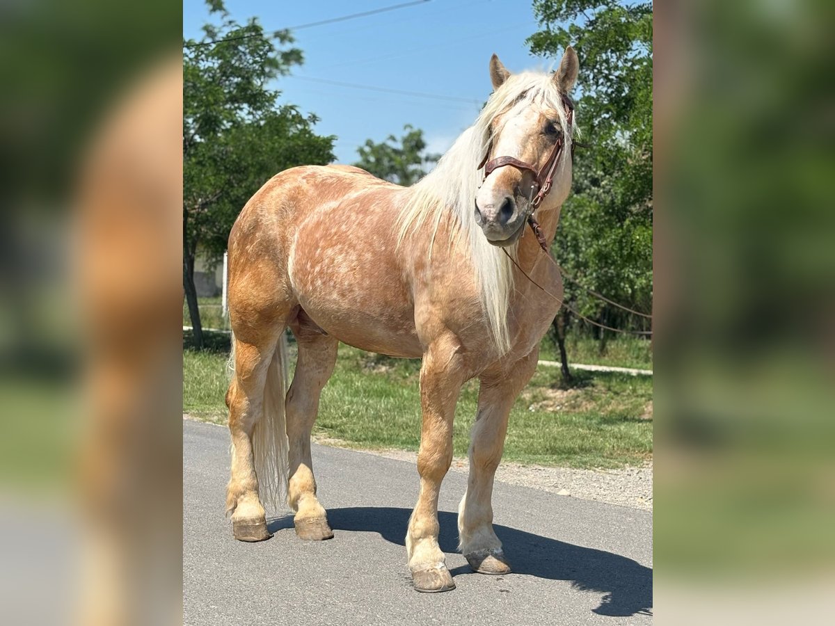 Altri cavalli a sangue freddo Castrone 6 Anni 176 cm Palomino in B&#xE9;k&#xE9;s