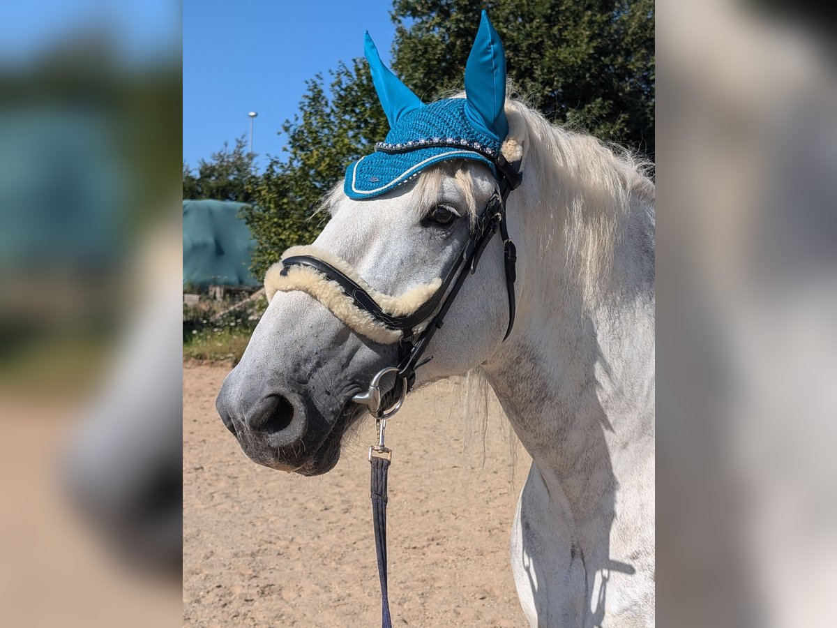 Altri cavalli a sangue freddo Castrone 7 Anni 163 cm Grigio pezzato in Sinzig