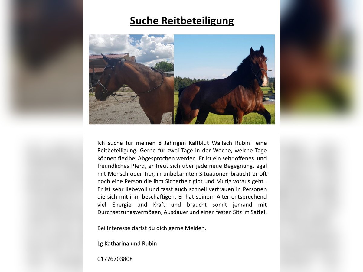 Altri cavalli a sangue freddo Castrone 9 Anni 172 cm Baio in Riedhausen
