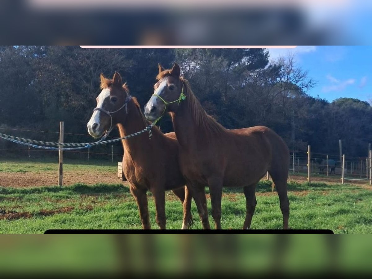 Altri cavalli a sangue freddo Giumenta 15 Anni 145 cm Sauro in Pedrinya (Ajuntament Crespia)