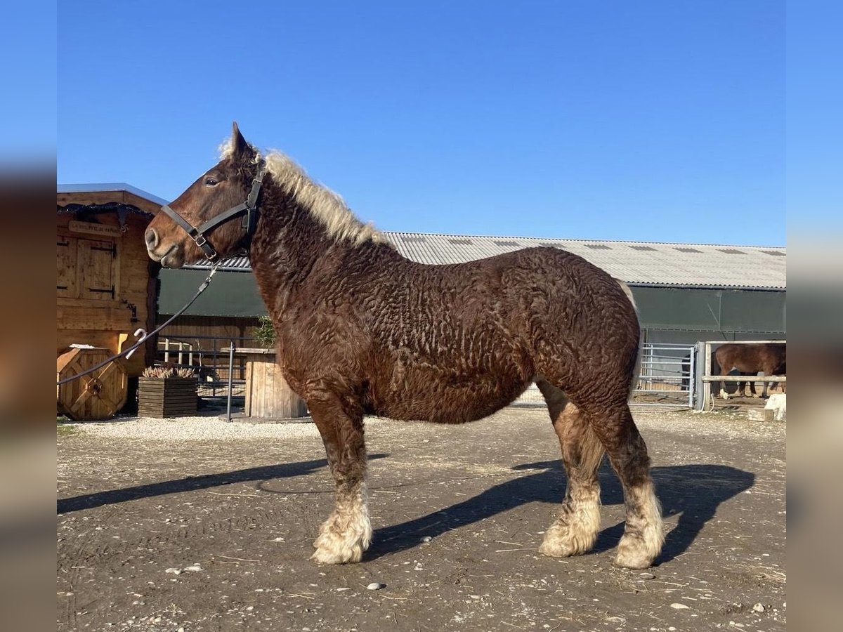 Altri cavalli a sangue freddo Giumenta 4 Anni 153 cm Sauro scuro in Steinsoultz