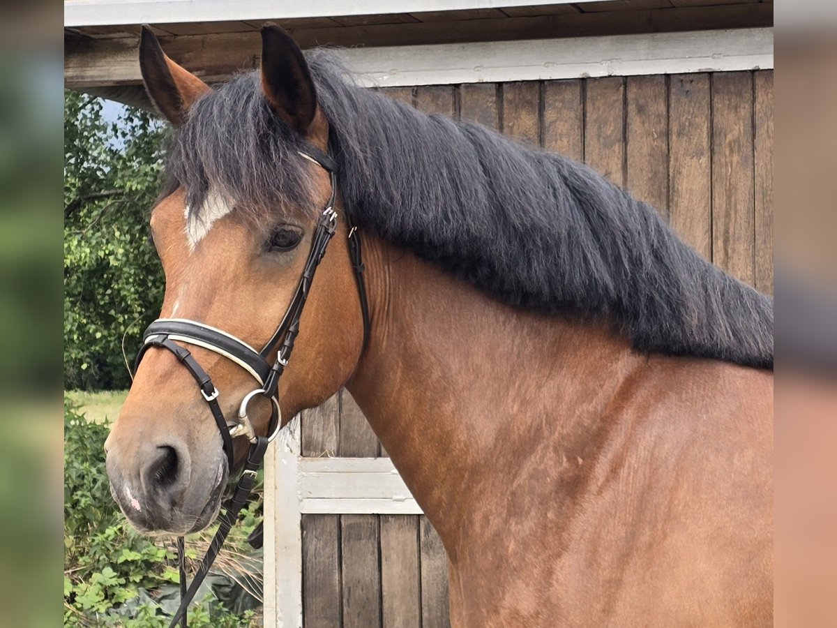 Altri cavalli a sangue freddo Giumenta 8 Anni 160 cm Baio in M&#xFC;lheim an der Ruhr
