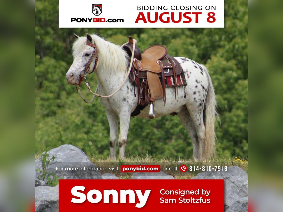 Altri pony/cavalli di piccola taglia Castrone 10 Anni 112 cm Bianco in Rebersburg, PA