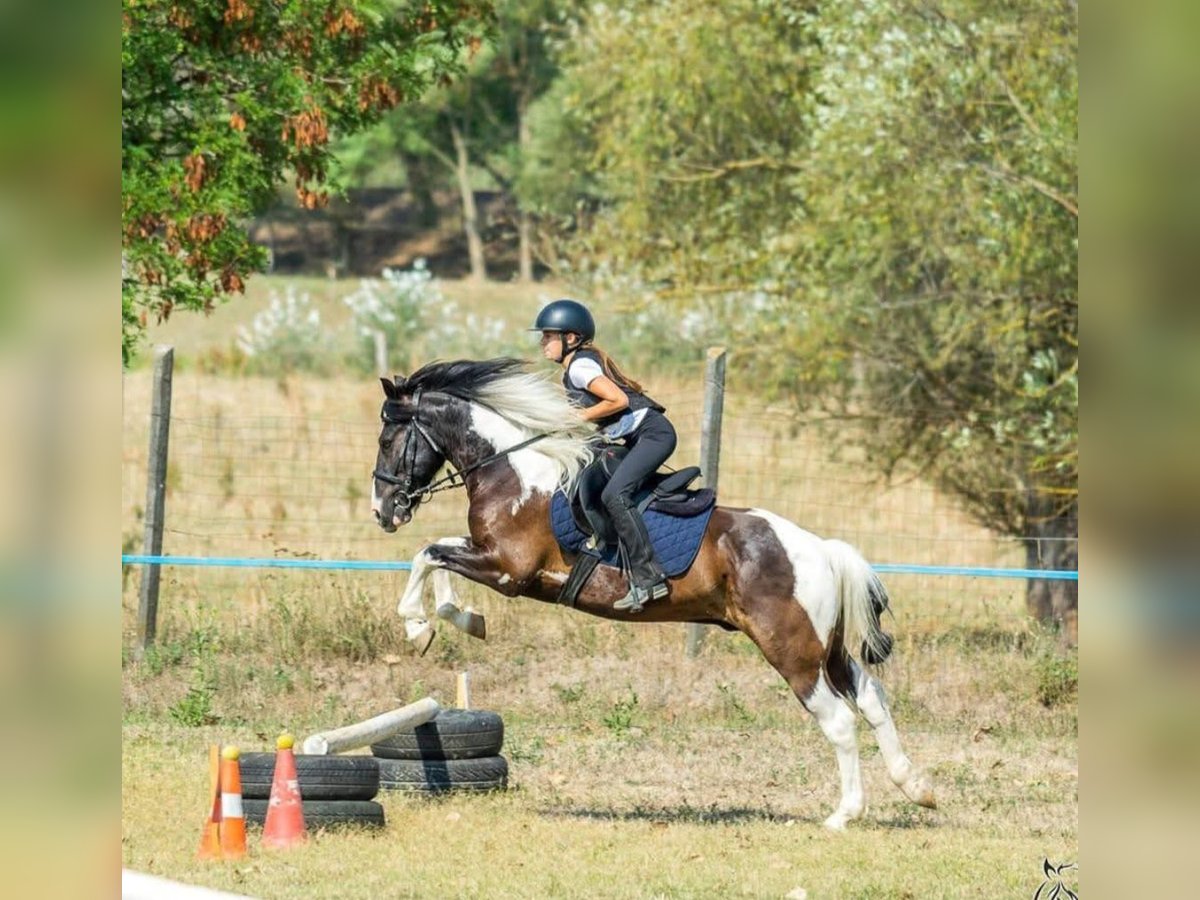 Altri pony/cavalli di piccola taglia Castrone 10 Anni 140 cm Pezzato in Rechnitz