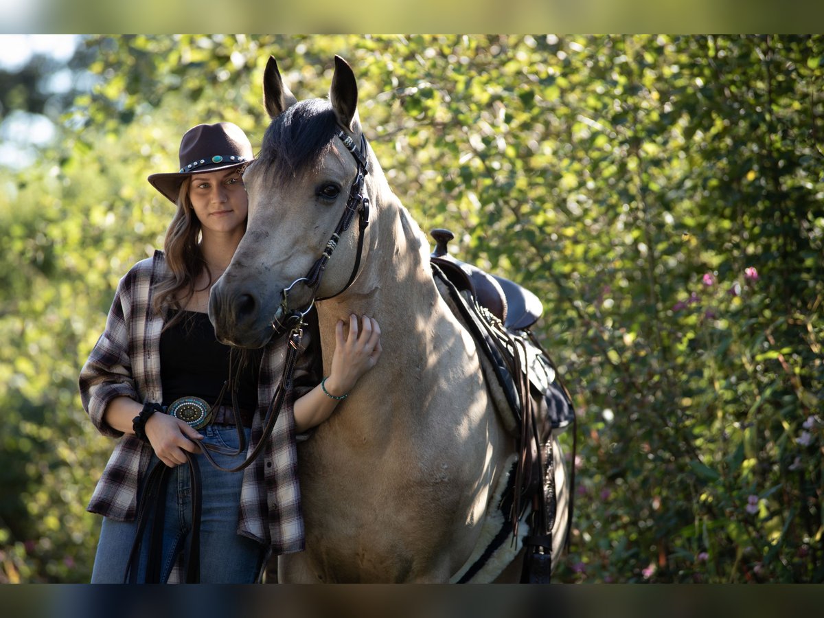 Altri pony/cavalli di piccola taglia Mix Castrone 10 Anni 145 cm Pelle di daino in Aigen-Schlägl