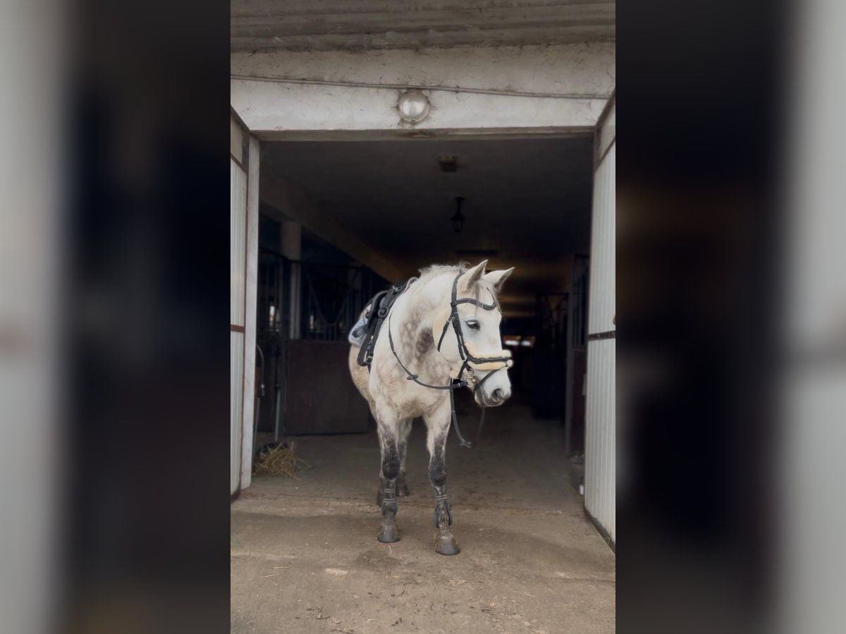 Altri pony/cavalli di piccola taglia Castrone 10 Anni 146 cm Grigio pezzato in Dębe Wielkie