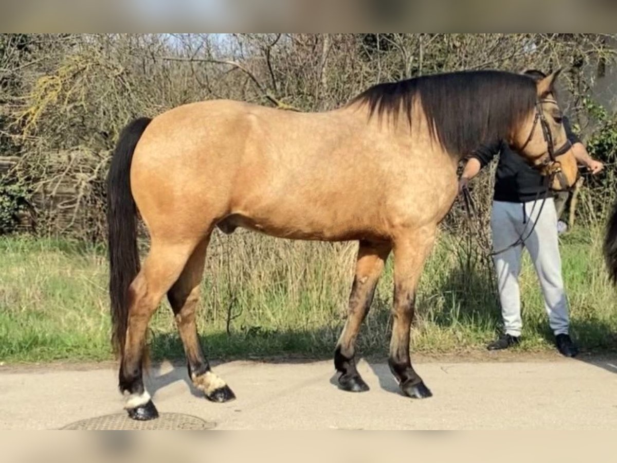 Altri pony/cavalli di piccola taglia Castrone 10 Anni 157 cm in Deggendorf