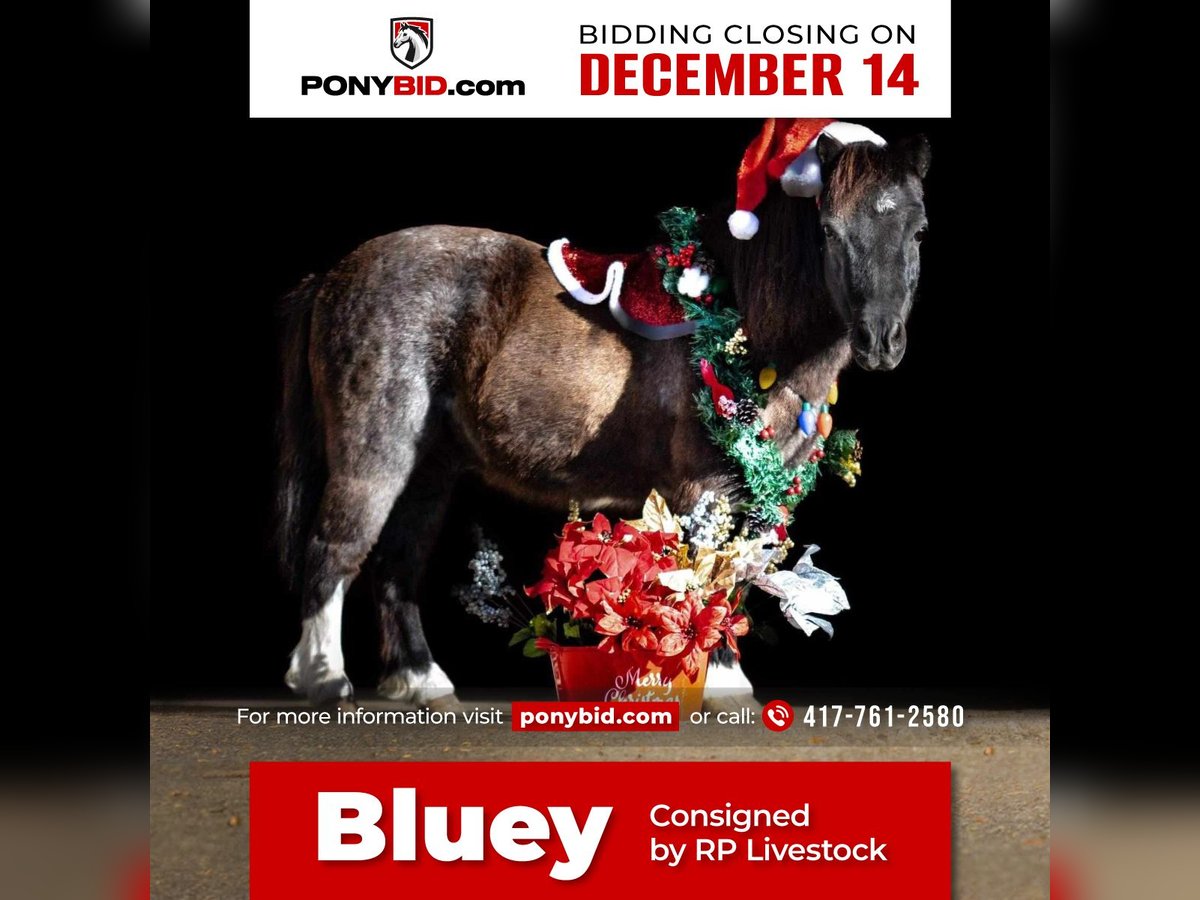 Altri pony/cavalli di piccola taglia Castrone 10 Anni 89 cm Roano blu in Buffalo