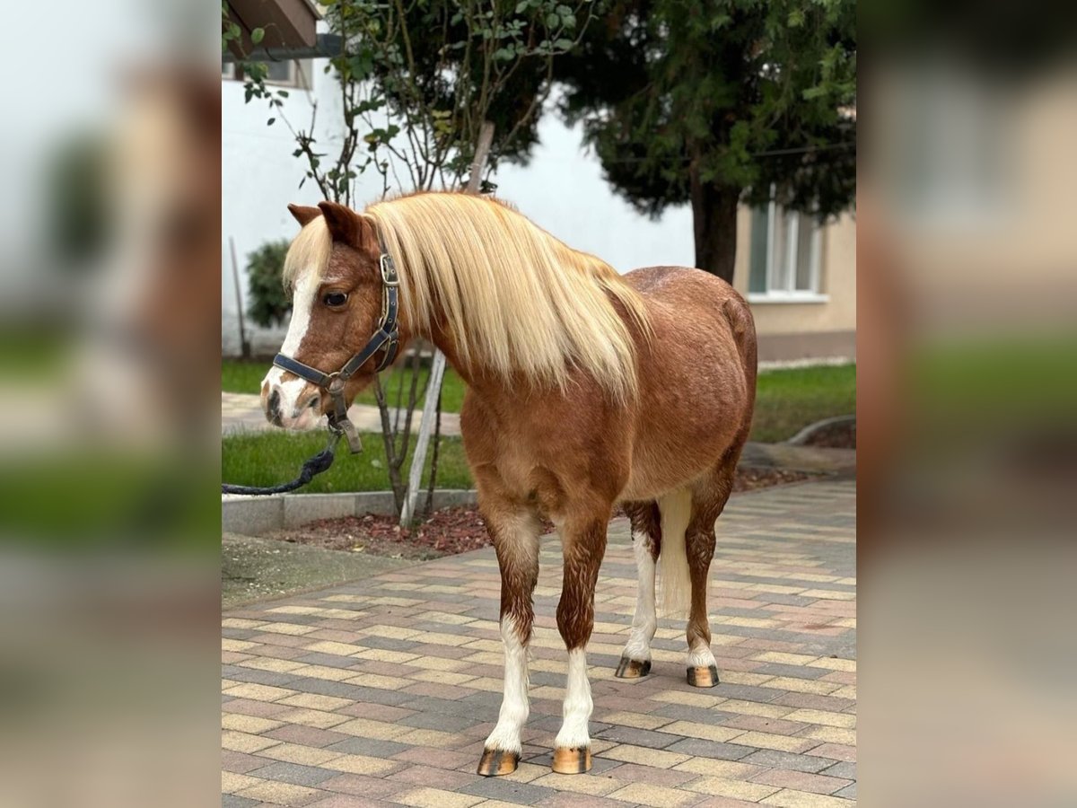 Altri pony/cavalli di piccola taglia Castrone 11 Anni 120 cm Sauro in Rechnitz