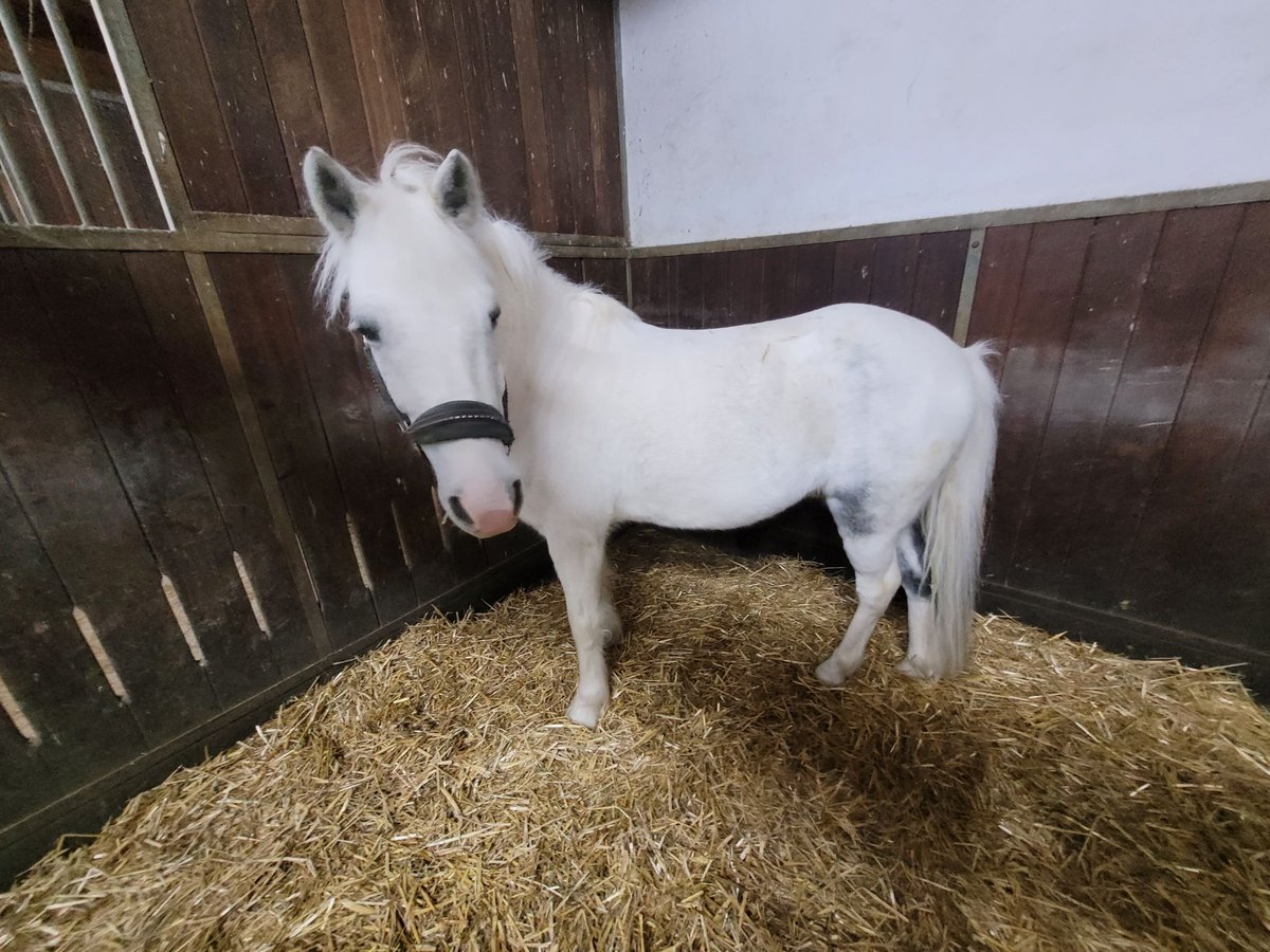 Altri pony/cavalli di piccola taglia Castrone 11 Anni 135 cm in Giengen an der Brenz