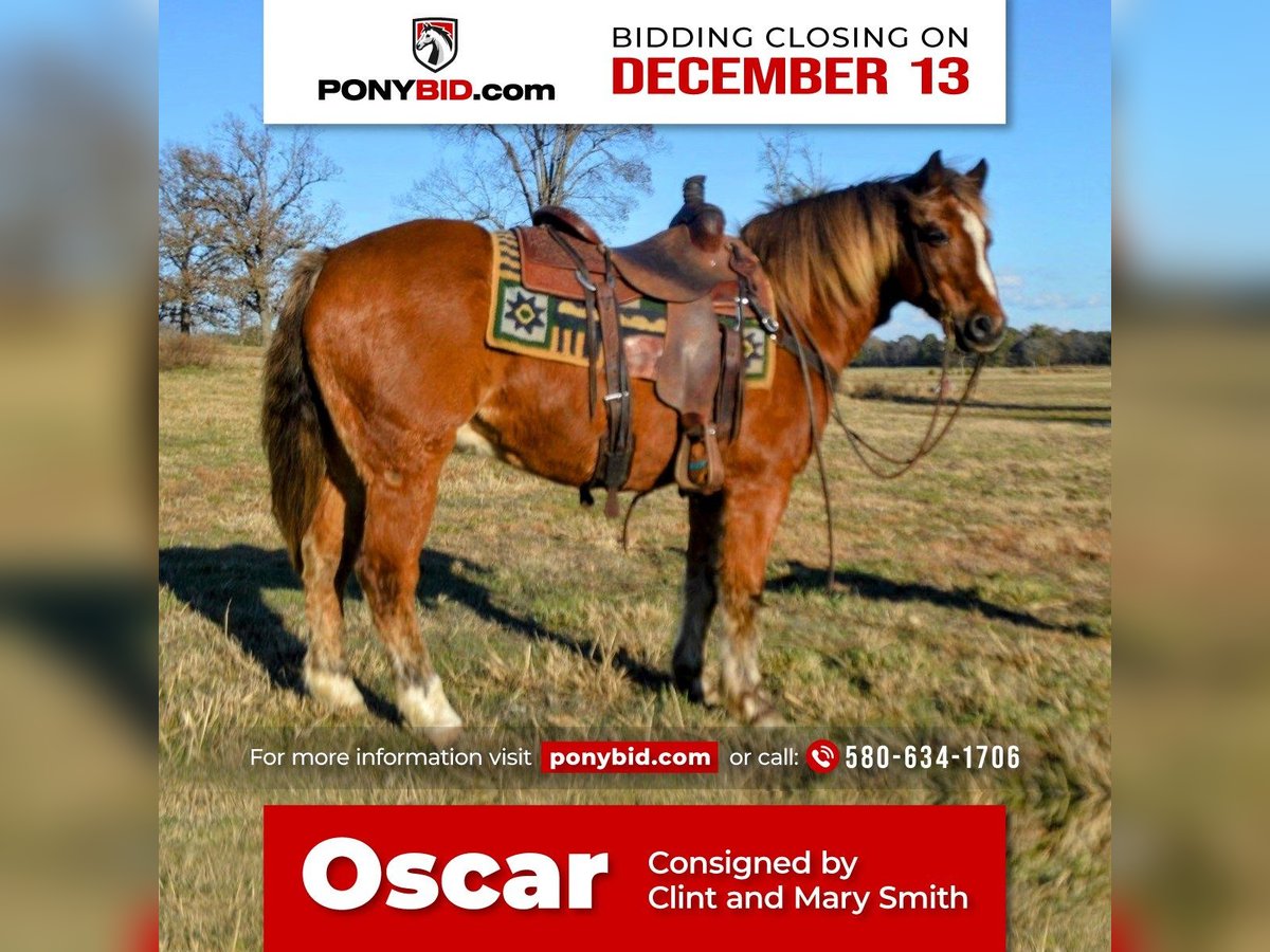 Altri pony/cavalli di piccola taglia Castrone 11 Anni 135 cm Sauro ciliegia in Watson, OK