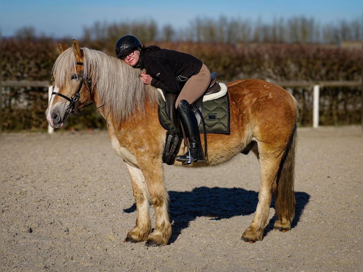 Altri pony/cavalli di piccola taglia Castrone 11 Anni 144 cm Palomino in Neustadt (Wied)