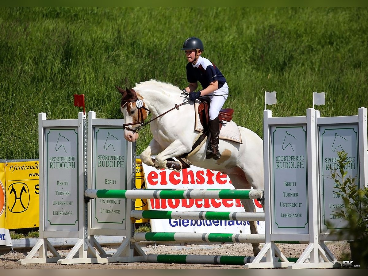 Altri pony/cavalli di piccola taglia Castrone 11 Anni 144 cm Pezzato in Rosdorf