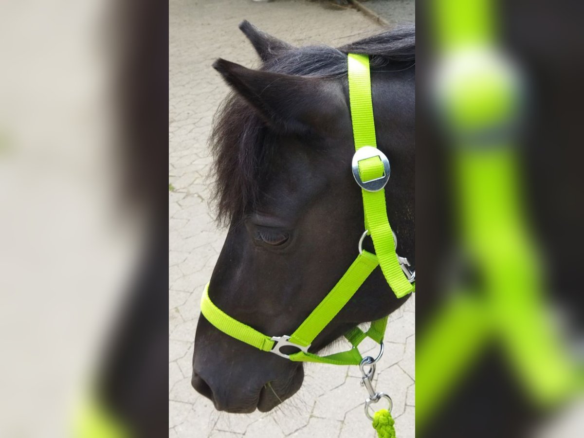 Altri pony/cavalli di piccola taglia Castrone 12 Anni 125 cm Morello in Kalletal