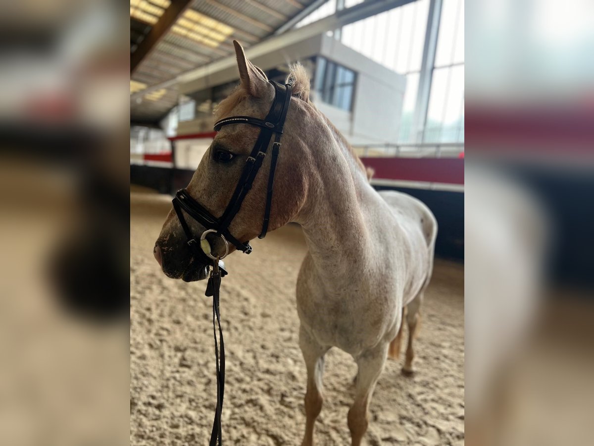 Altri pony/cavalli di piccola taglia Castrone 12 Anni 147 cm in Götzendorf