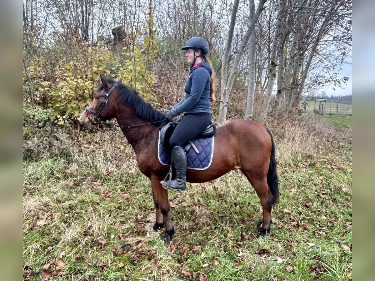 Altri pony/cavalli di piccola taglia Castrone 12 Anni 149 cm Baio in Pelmberg