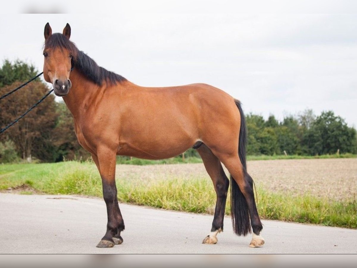 Altri pony/cavalli di piccola taglia Castrone 15 Anni 145 cm Baio in Schwendi