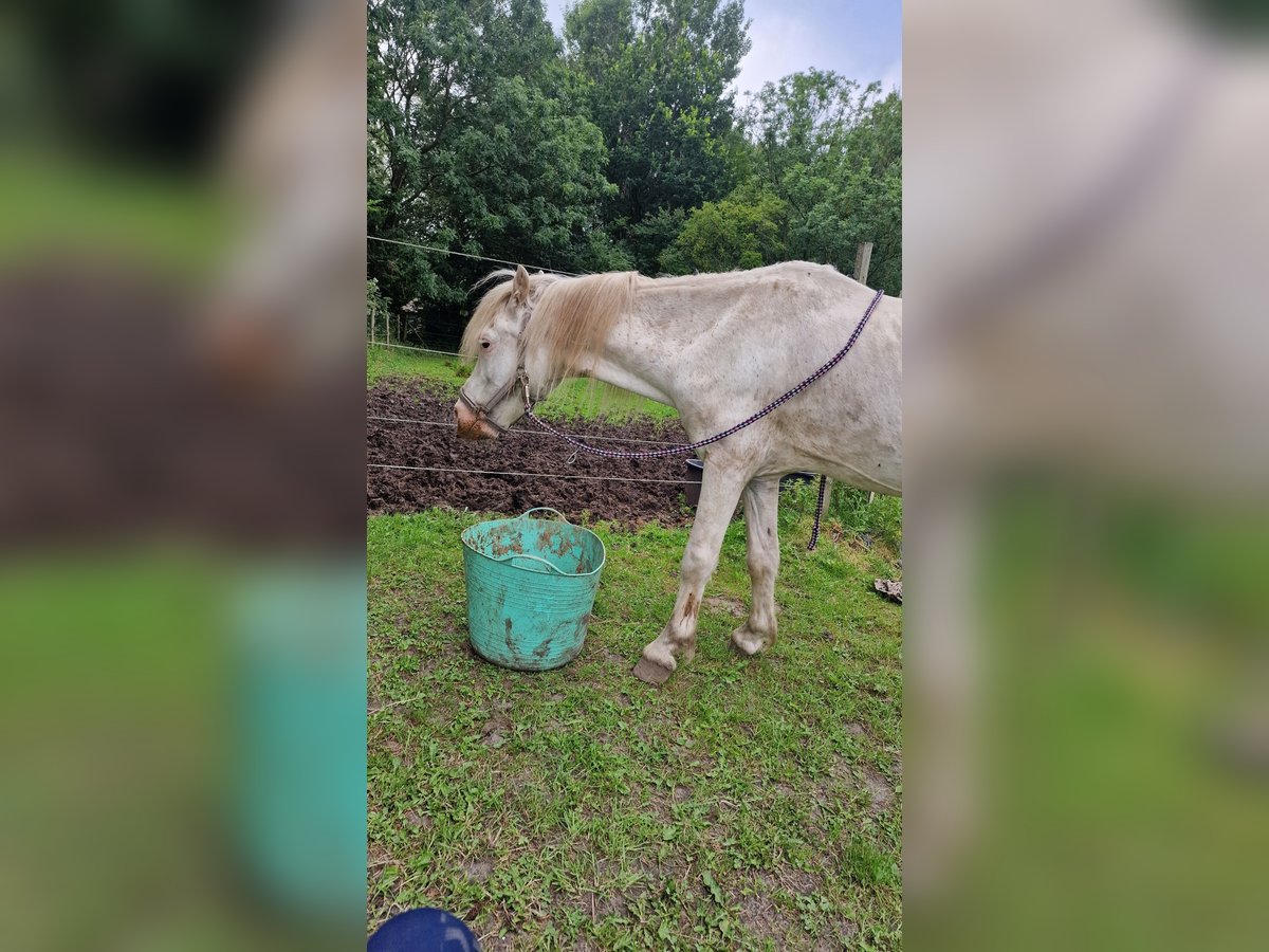 Altri pony/cavalli di piccola taglia Mix Castrone 17 Anni 124 cm Cremello in Janneby