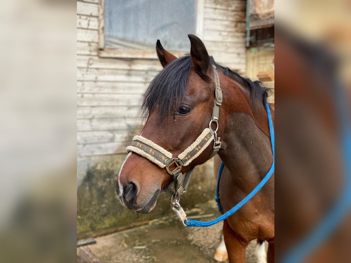 Altri pony/cavalli di piccola taglia Castrone 17 Anni 135 cm Baio in Breitenfurt bei Wien