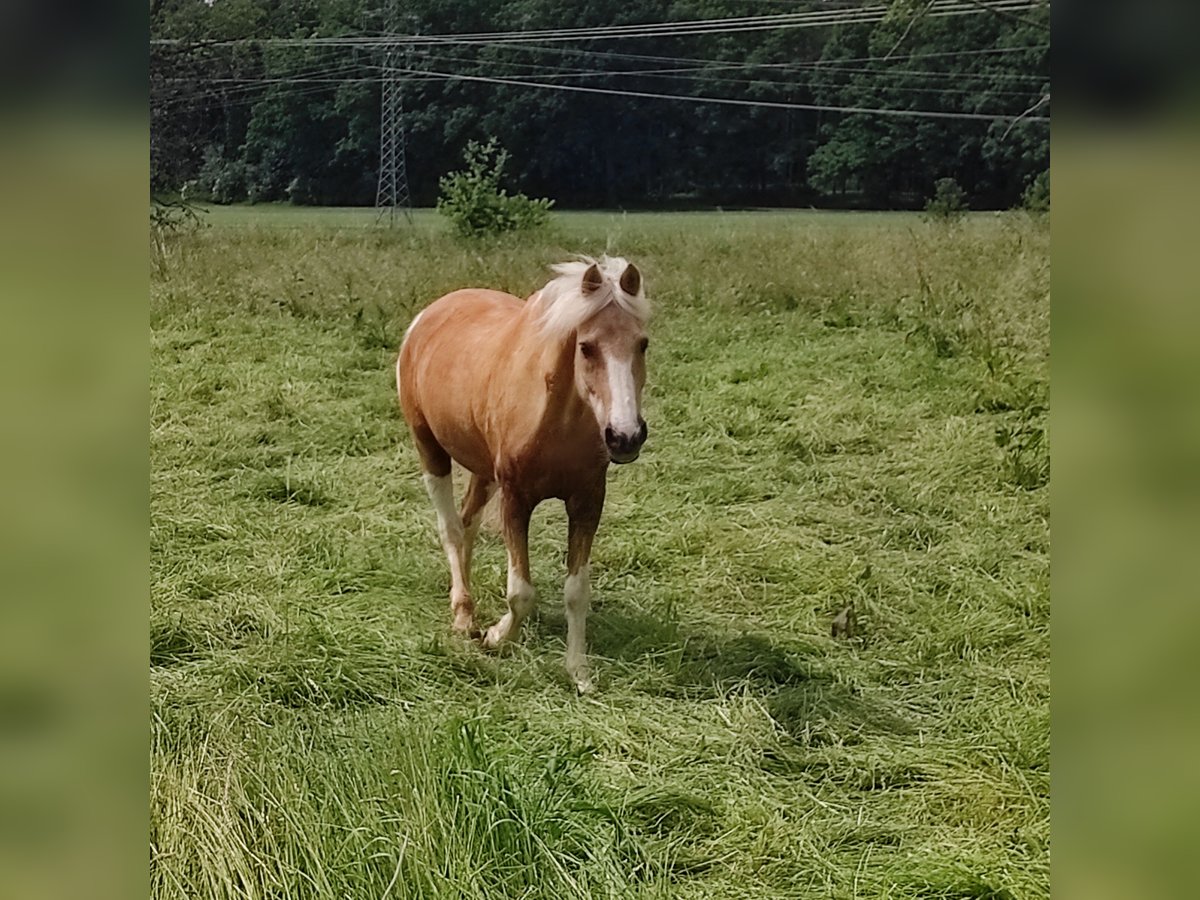 Altri pony/cavalli di piccola taglia Mix Castrone 17 Anni 147 cm Pezzato in Veitsbronn