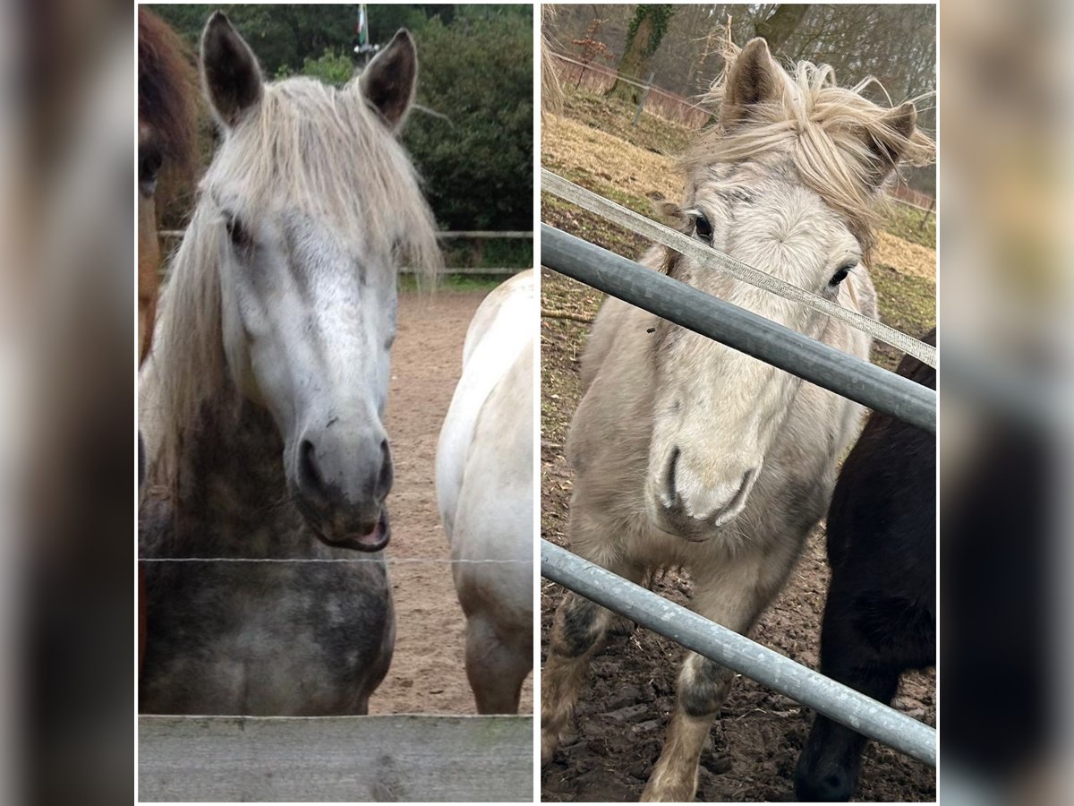 Altri pony/cavalli di piccola taglia Castrone 17 Anni in Schafstedt