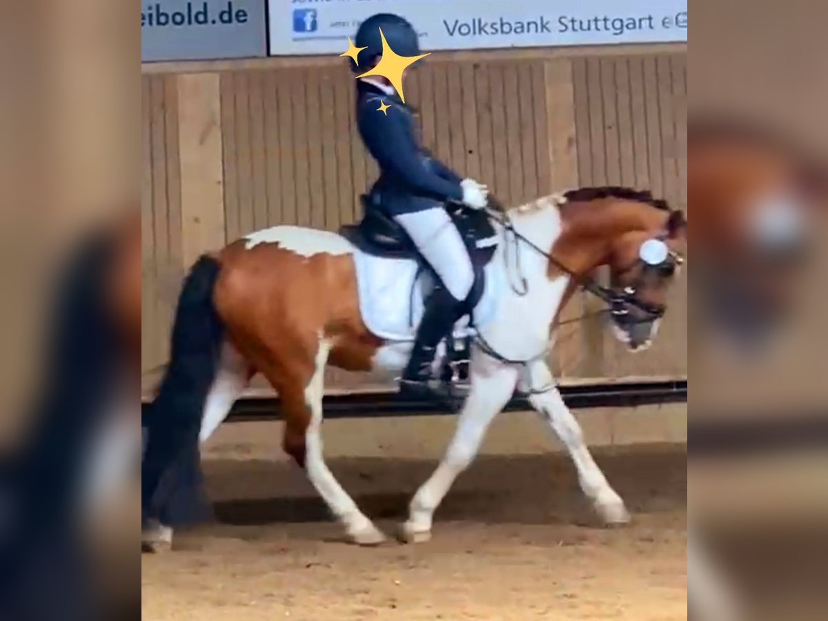 Altri pony/cavalli di piccola taglia Castrone 19 Anni 130 cm Pezzato in Schwäbisch Gmünd