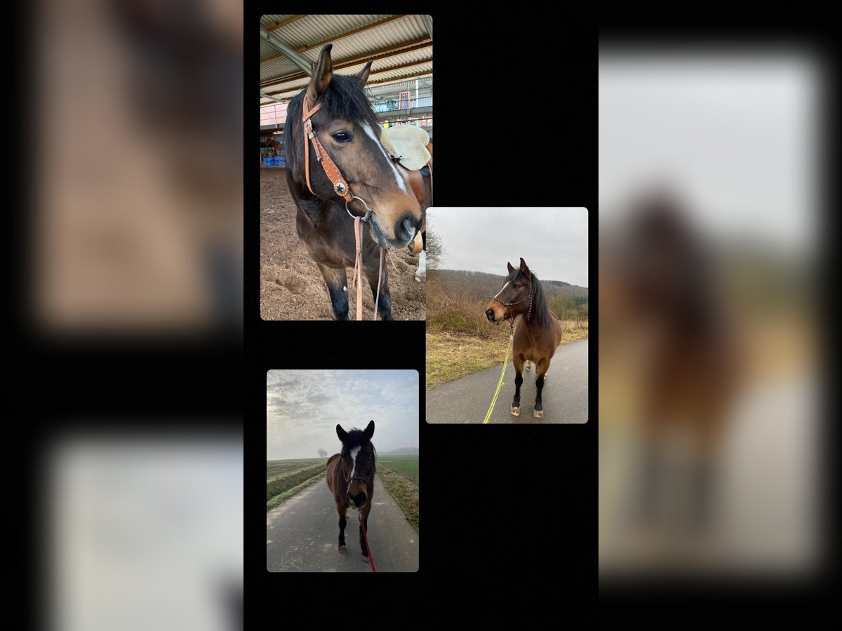 Altri pony/cavalli di piccola taglia Mix Castrone 20 Anni Baio scuro in Schöntal