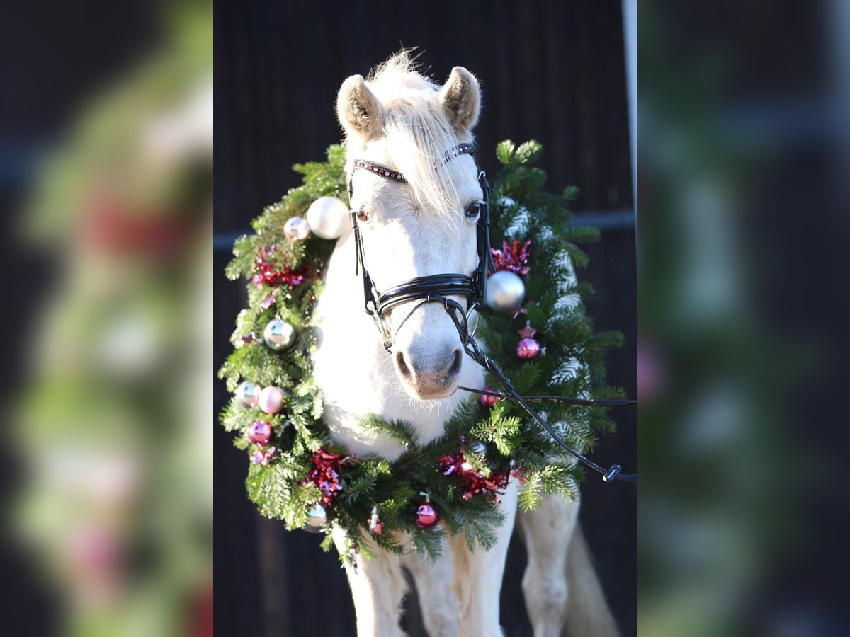 Altri pony/cavalli di piccola taglia Castrone 24 Anni 129 cm Grigio in Erftstadt