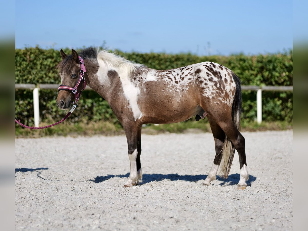 Altri pony/cavalli di piccola taglia Castrone 3 Anni 118 cm Roano rosso in Neustadt (Wied)